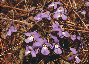 Viola s0008